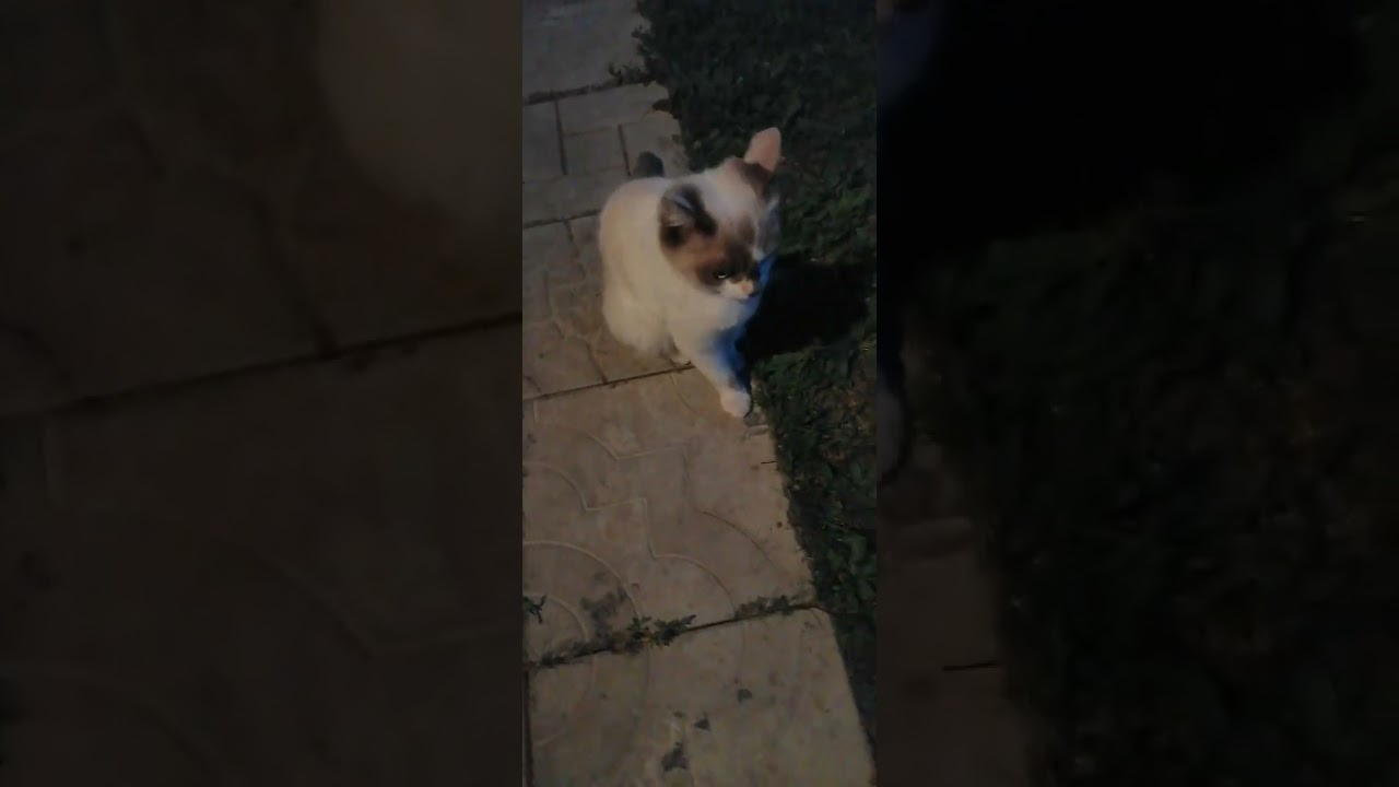 Звёзды Ютуба Белая и Золотой Лев после тренировки ночью вышли на охоту в процессе охоты молниеносно