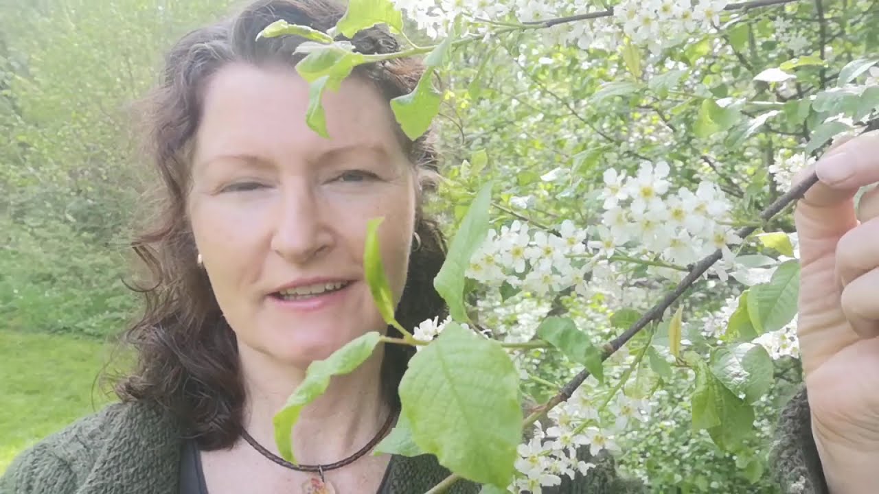 Att plocka mellan hägg och syrén