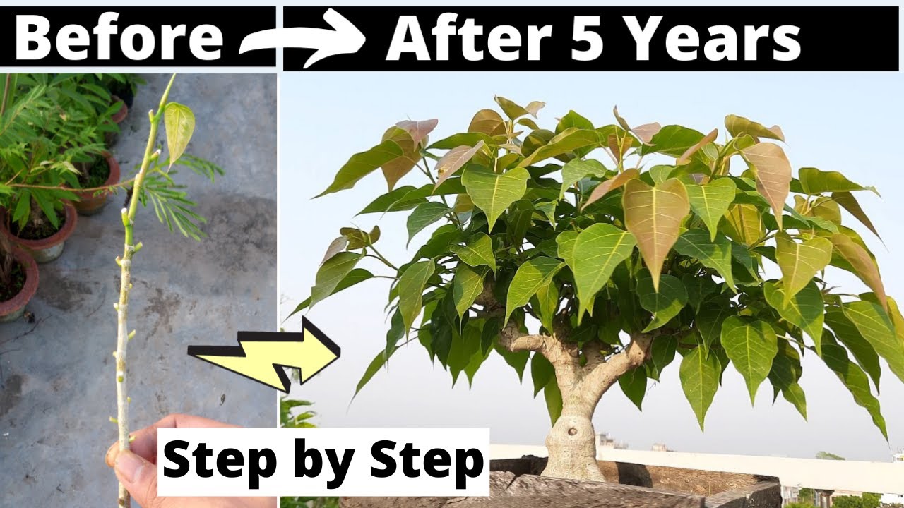 How to Make a Bonsai Tree at Home | Step-by-Step Bonsai Tutorial