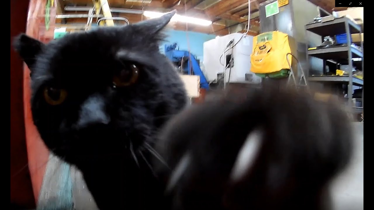 Feral cat Friday Bonus footage 1-16-26