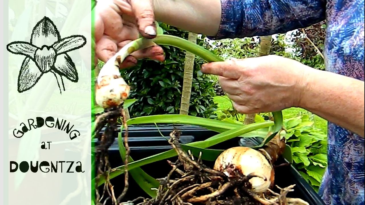 Dividing Hippeastrum papilio & Helicodiceros muscivorus, dead horse arum