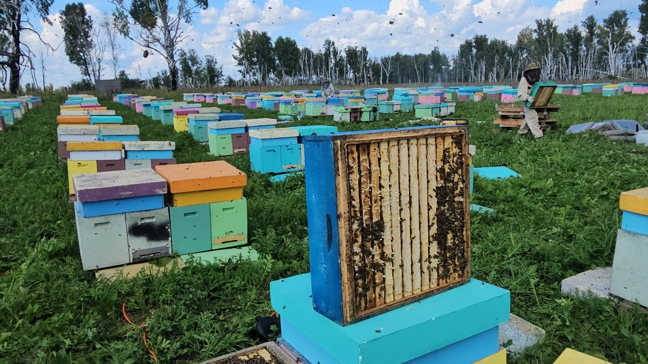Видеоотчёт Сибирской промышленной пасеки. 10 лет за 20 минут. + Анонс авторского семинара.