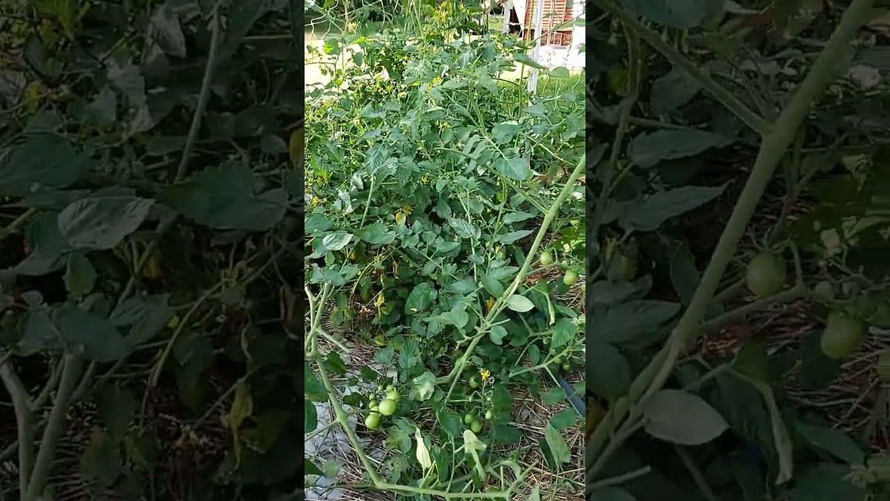 Garden Mishaps