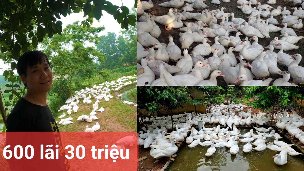 Chia sẻ bí quyết nuôi ngan cái cực kỳ đơn giản, Hạch toán chi phí và lợi nhuận khi nuôi ngan cái