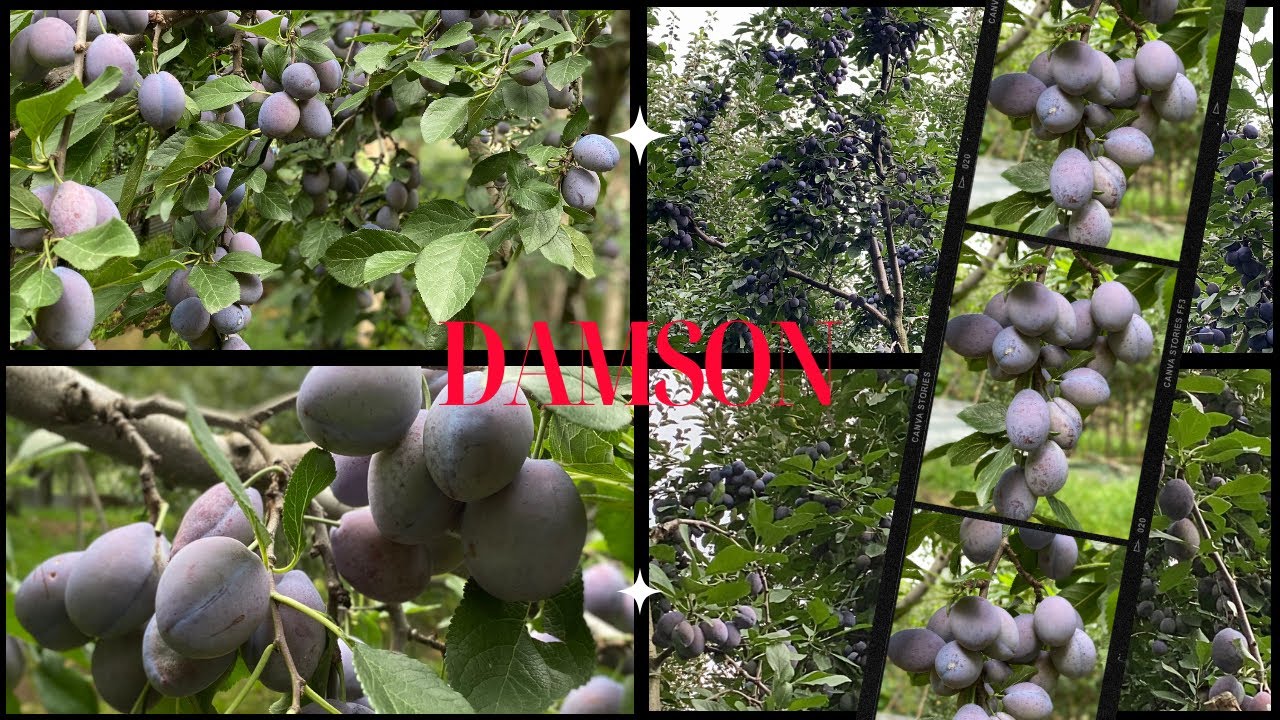 Damson Fruit Is Ready 💜 | Damson Plum | Our Farm