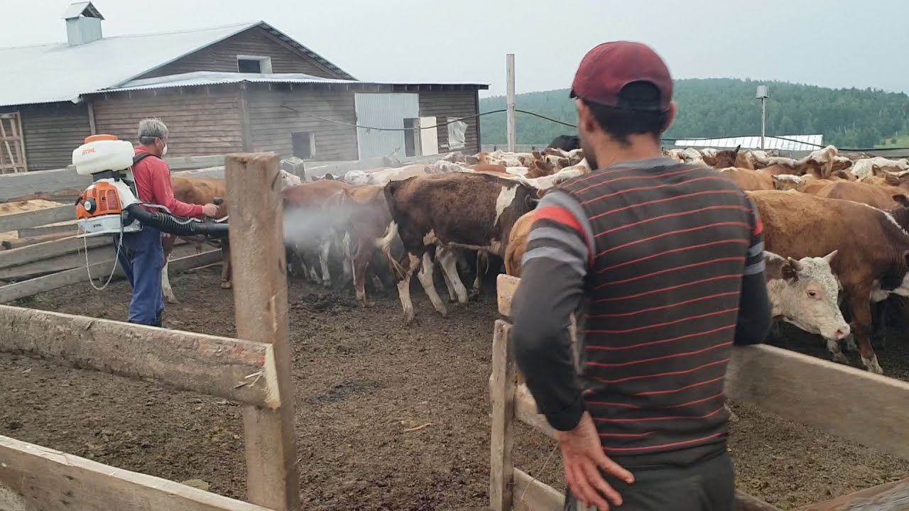 Чем и как обрабатываем бычков от паразитов