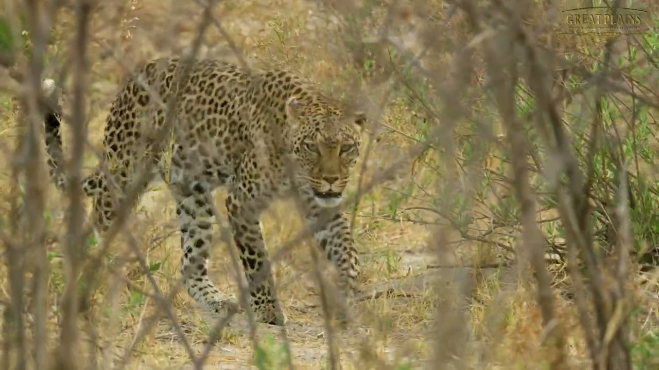 A Leopard’s Journey | 10-Minute African Predator Soundscape | Great Plains Conservation