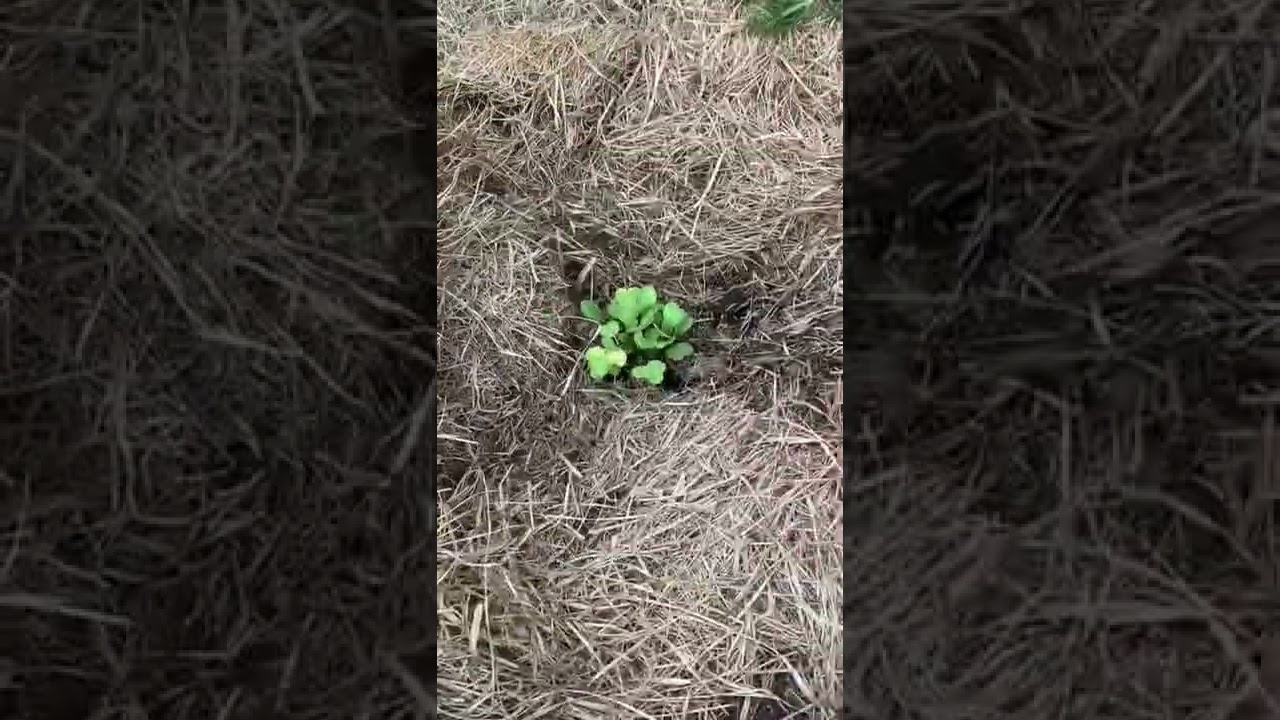 O ciclo de vida da r&uacute;cula | ECOlabora