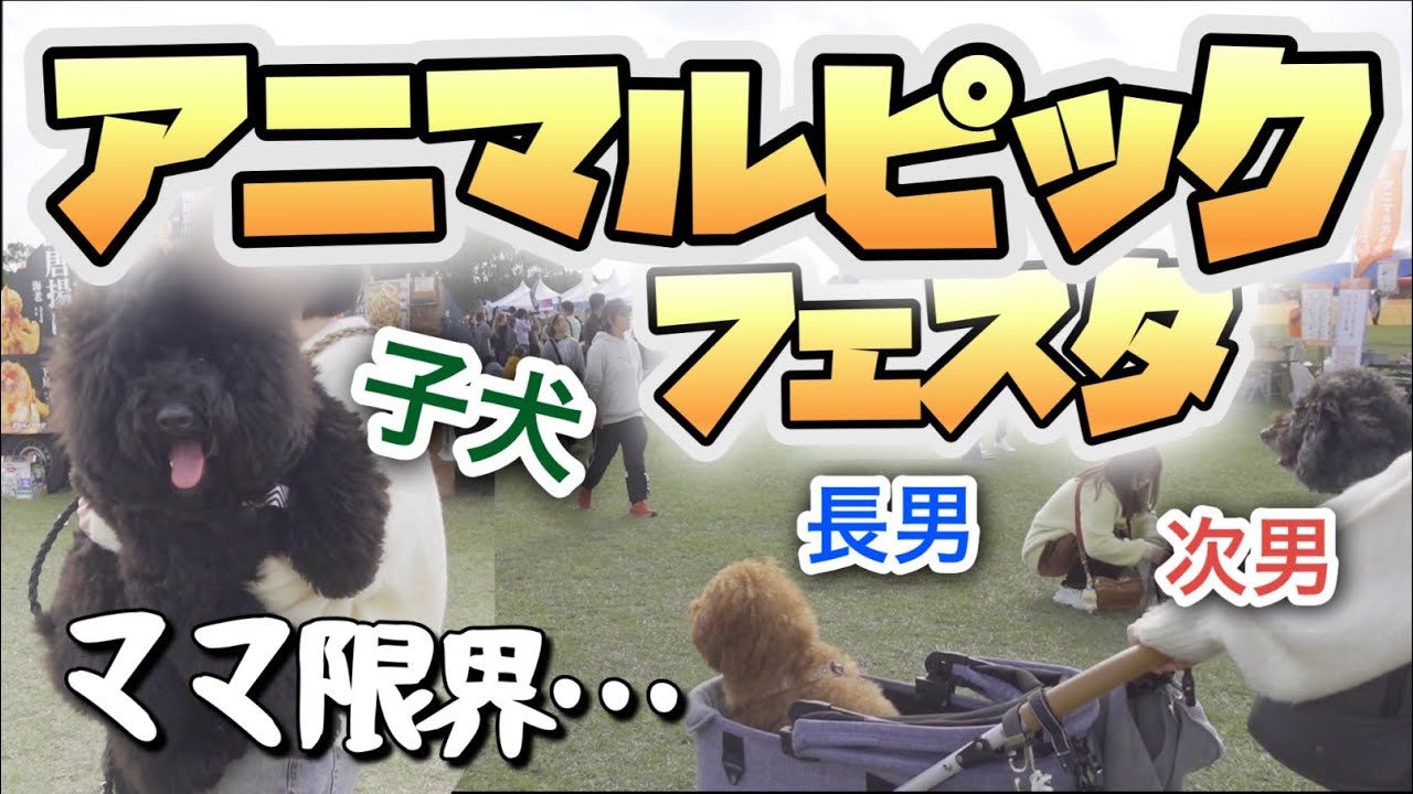 【限界突破】デカいミディプー抱っこでカオス…。制御不能？大暴走？【アニマルピックフェスタ浜名湖】