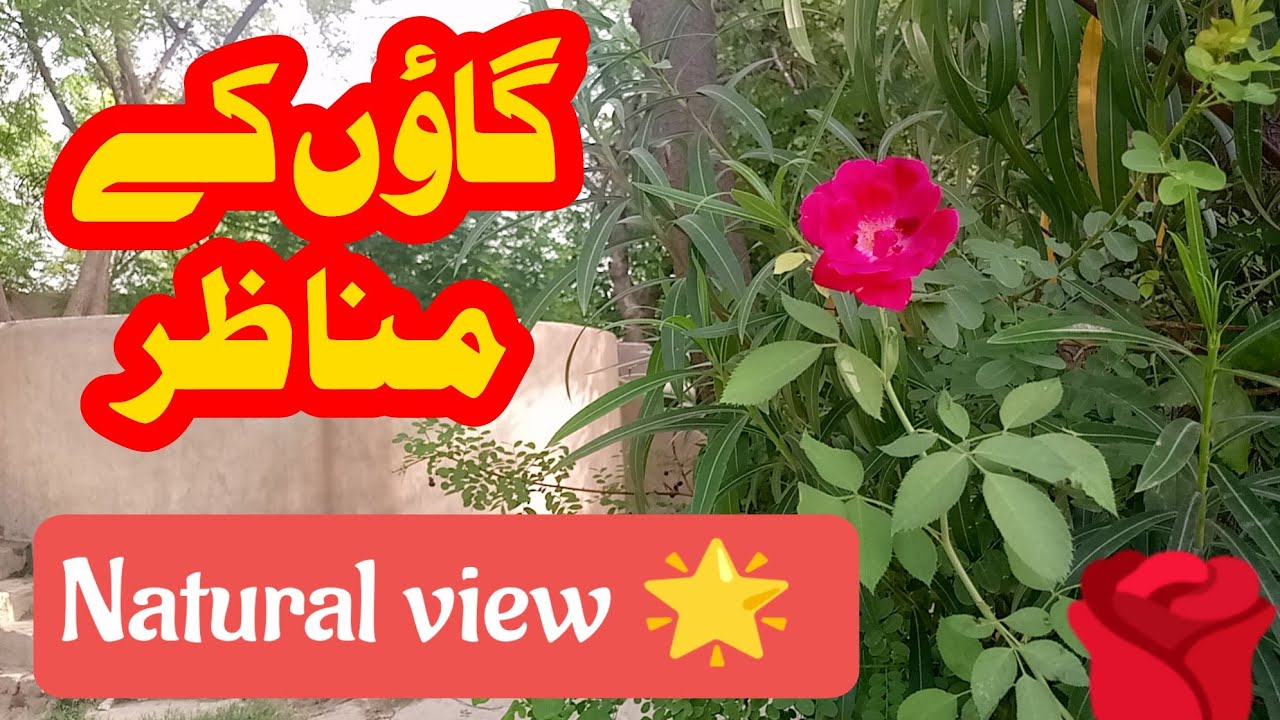 Beautiful natural view  of my village