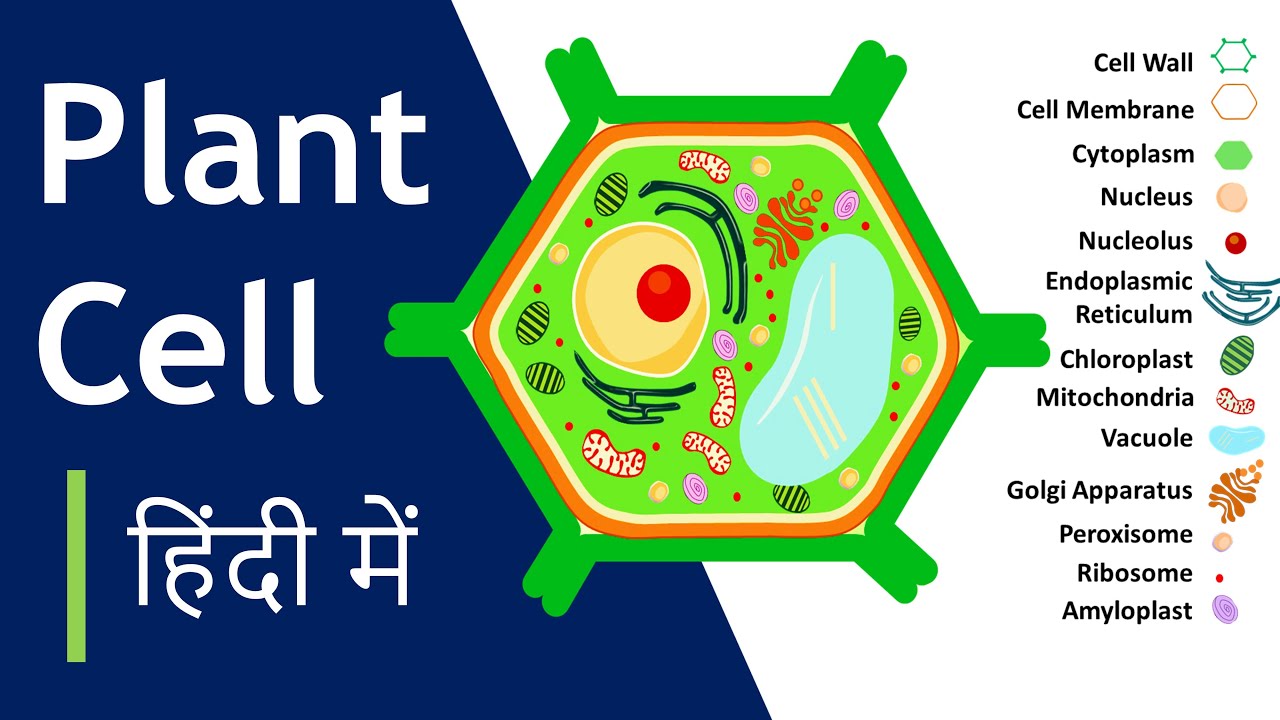 Plant cell क्या है? | संरचना और कार्य | Plant Cell Model कैसे बनाना है? Basic Science Series Hindi