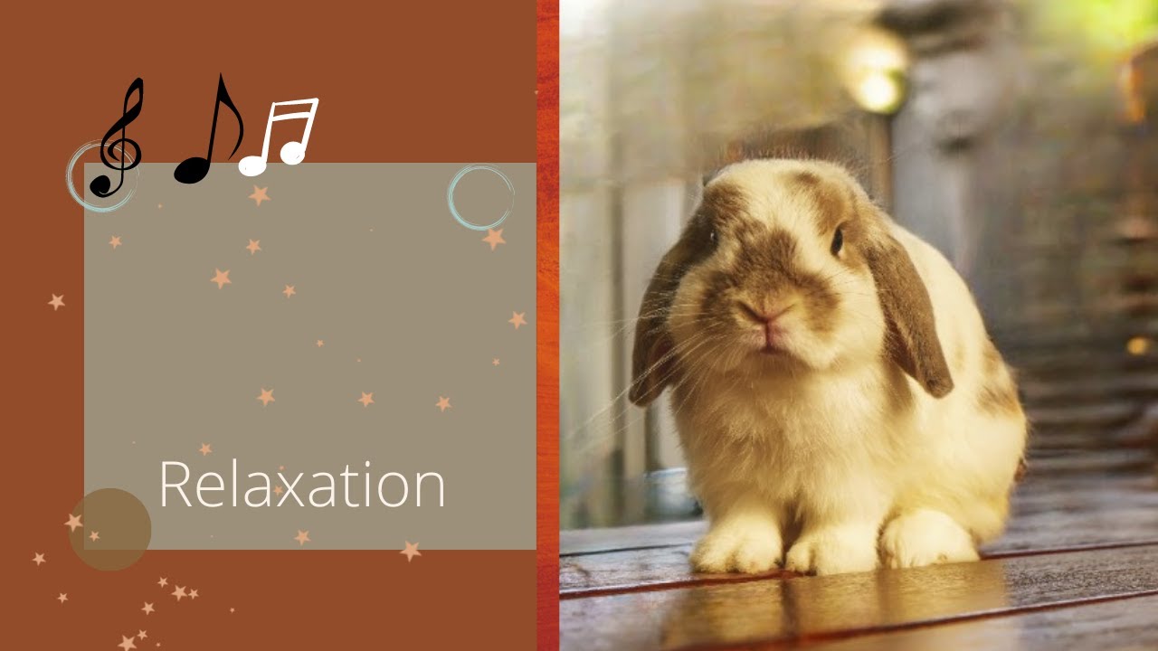 Musique Relaxante Anti Stress 30 minutes  - ⭐ RELAXATION intense pour Evacuer le stress