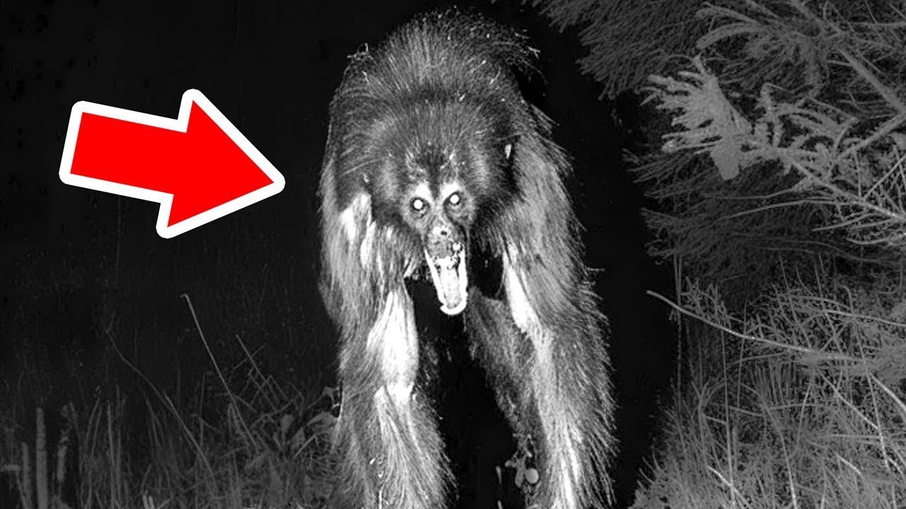 Criaturas M&iacute;ticas Que Existem De Verdade &ndash; Parte 2