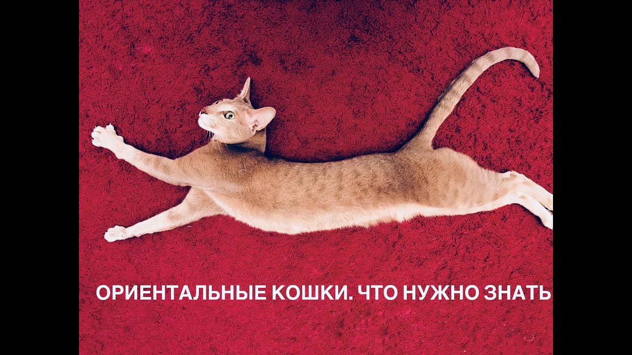 Повадки ориентальных кошек, громкий голос, отношения с хозяином. Наша история