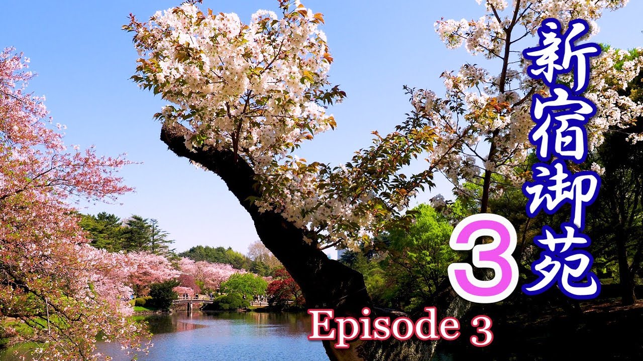 【Cherry blossoms】TOKYO. Shinjuku Gyoen, Episode 3. 2019. Late-Bloomer #4K #新宿御苑 #八重桜