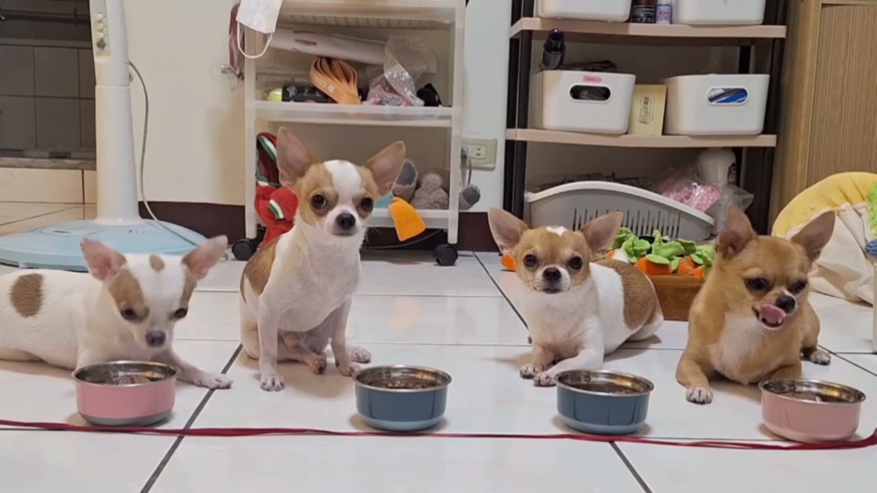 吉娃娃：旦寶家《快樂狗狗餐》 Chihuahua Happy Meal