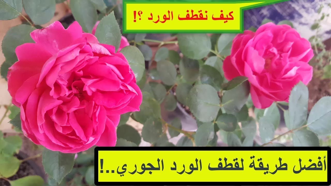 طريقة قطف الورد الجوري .