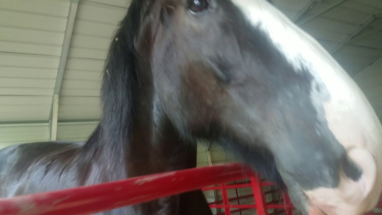 Morning Routine and our draft has milk to become a nurse mare