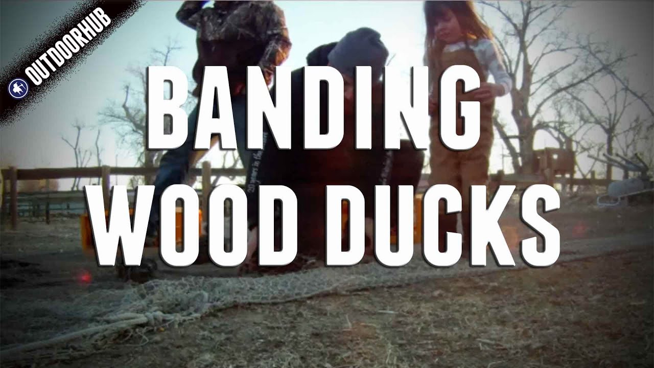 The Process Of Banding Wood Ducks