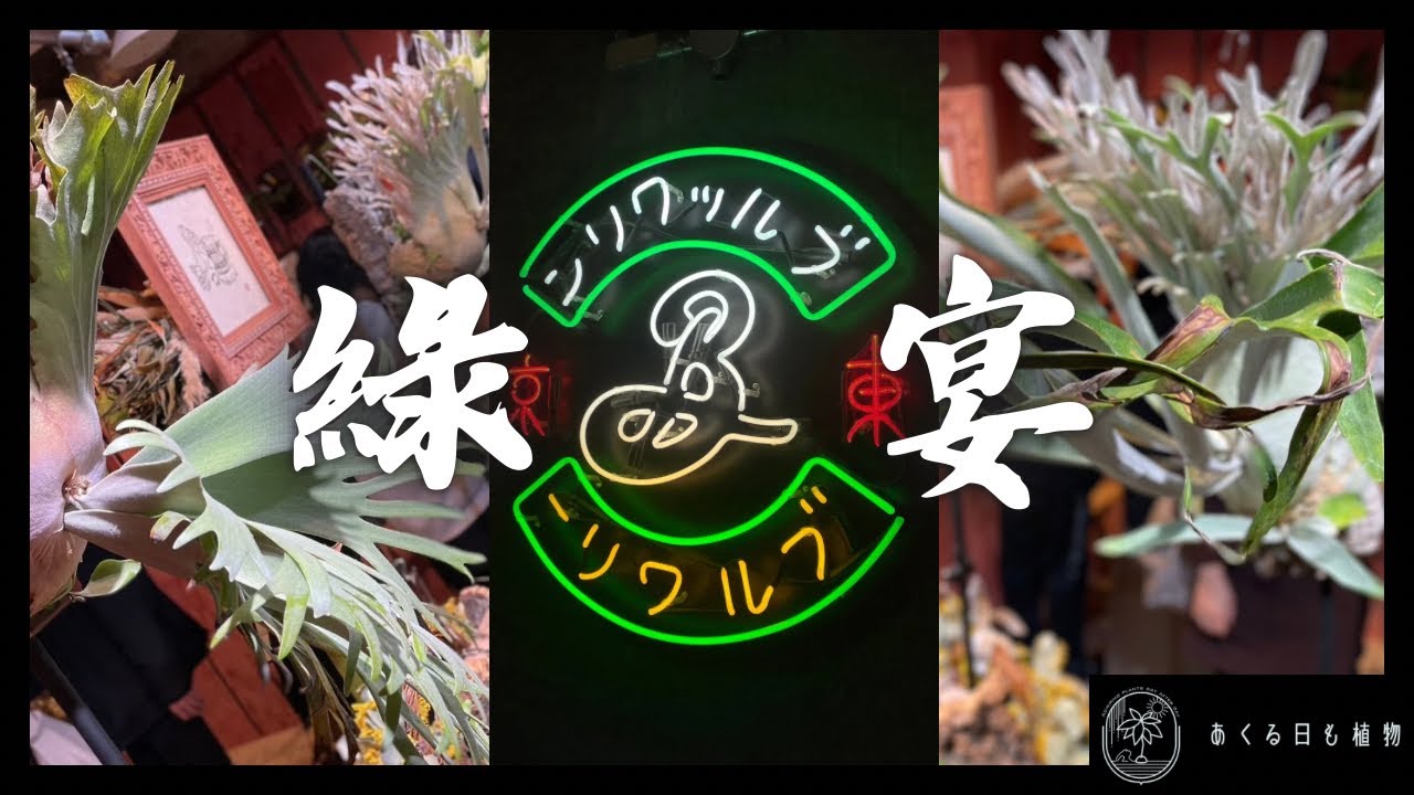 緑宴　クラフトビールとビカクシダの最高イベント