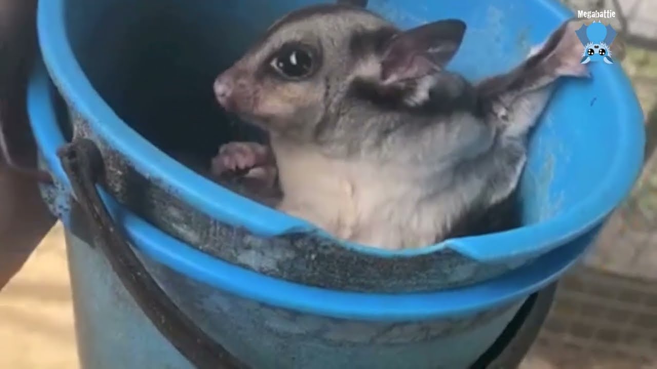 Daily life in Mandi's aviary:  Reuben, Gliders, Meep and the old dudes.