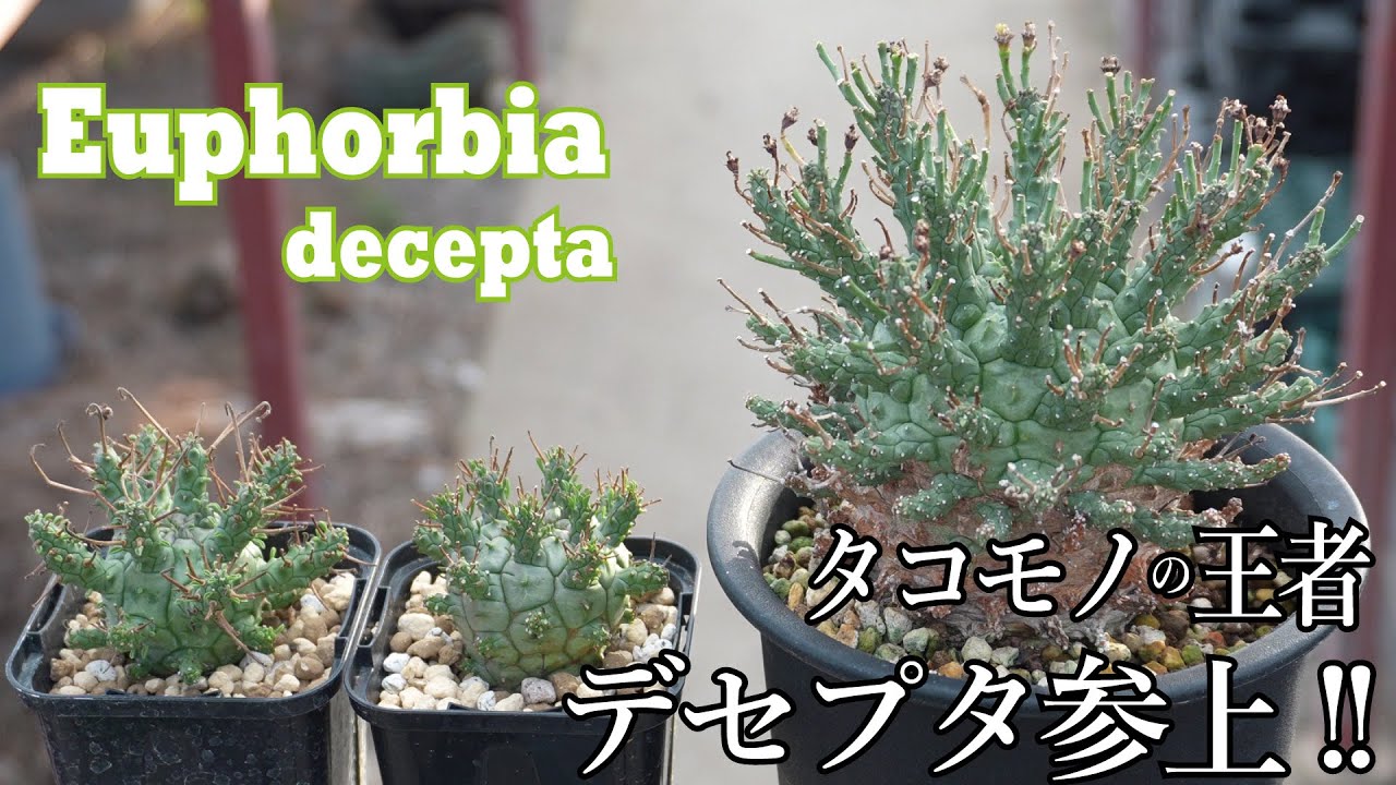 店長の一番好きなユーフォ、ユーフォルビア・デセプタの品種紹介！Euphorbia decepta