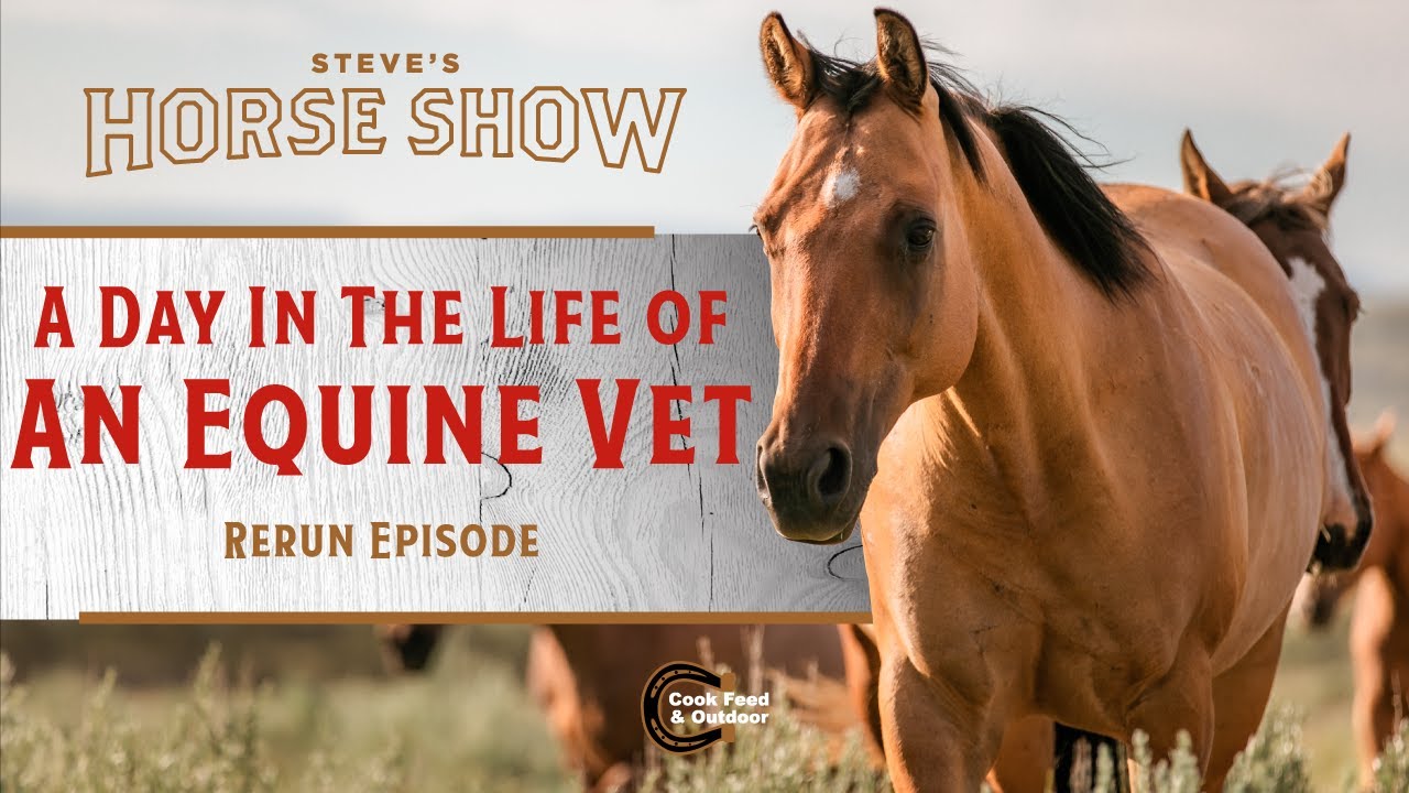 INSIDE LOOK: WHAT DOES AN EQUINE VET DO?