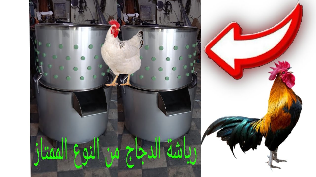 رياشة الدجاج  0679631336