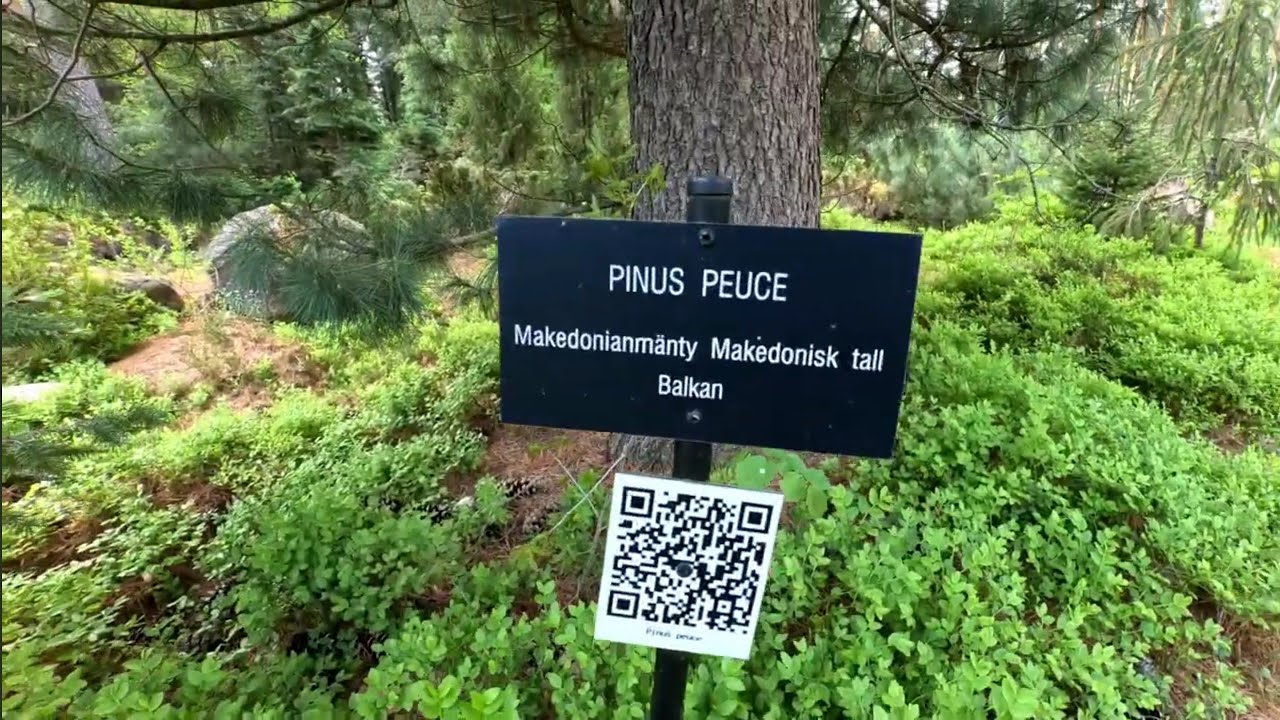 Mustila Arboretum at Elim&auml;ki Finland