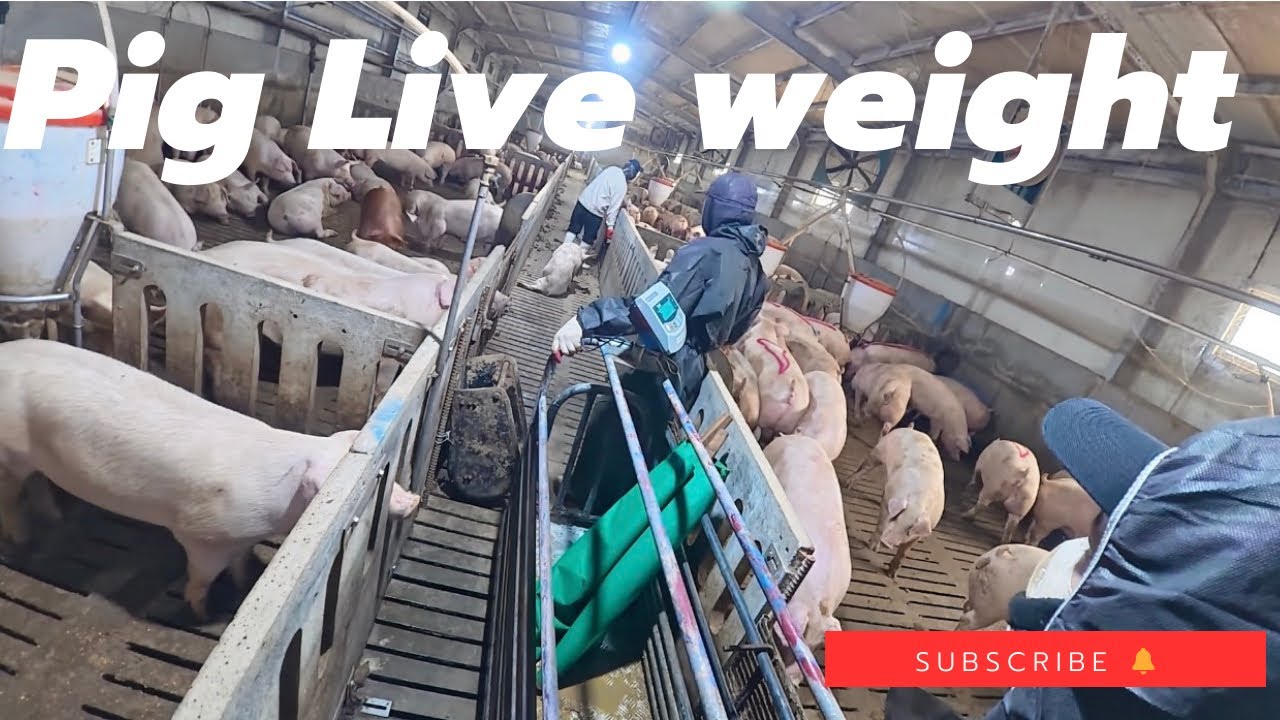 Today’s Live Weight Of Pigs 🐖🐷 