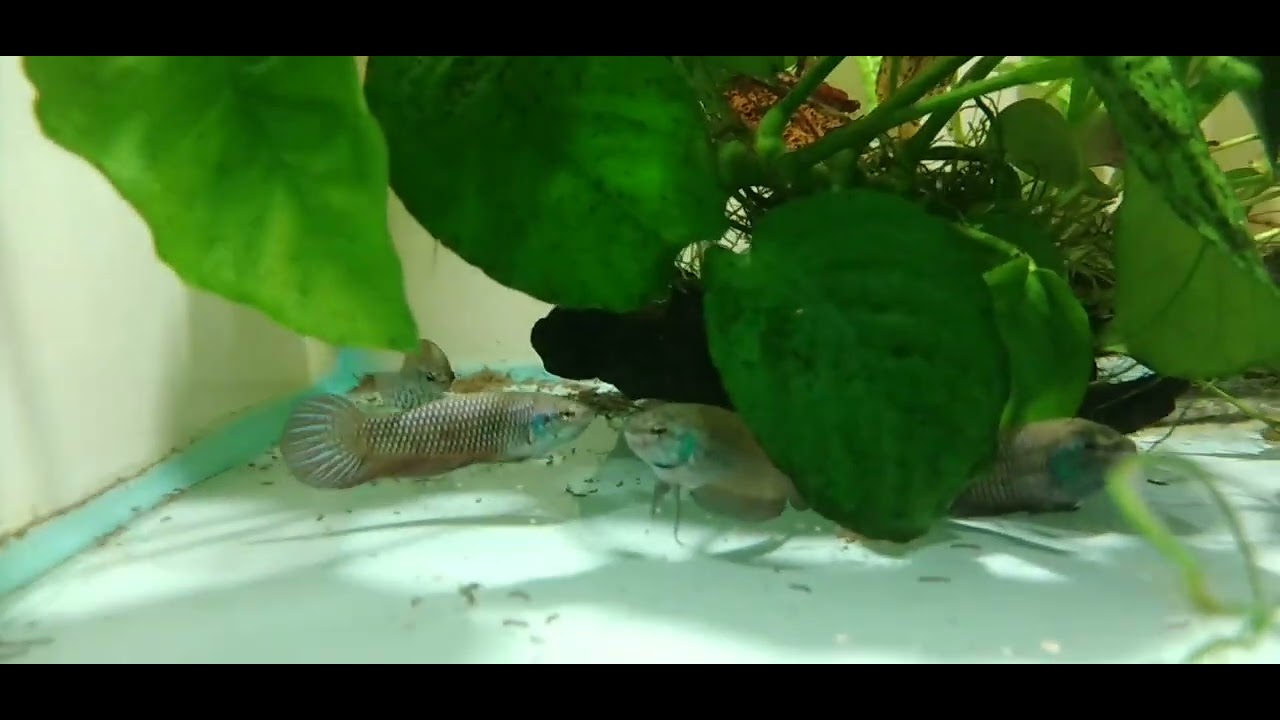Un día cualquiera en  @acuamanusacuario #8