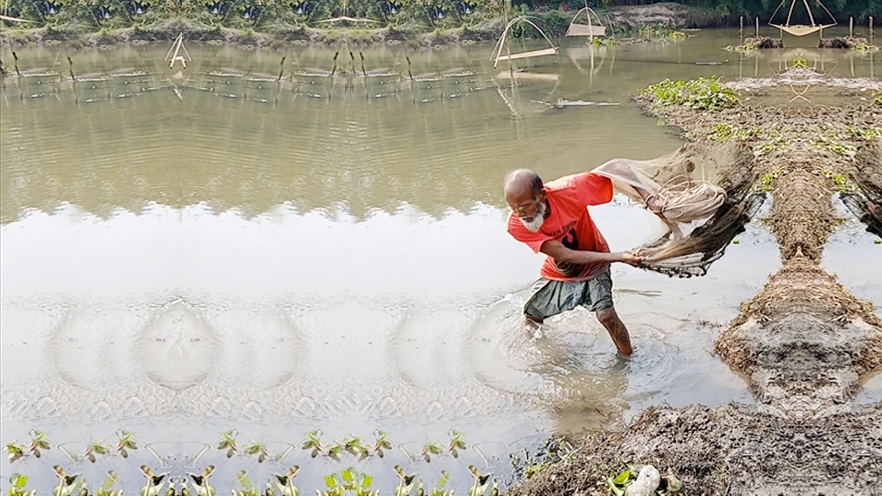Best Cast Net Fishing Video - Amazing Village Fishing Skill - New River Fishing Video