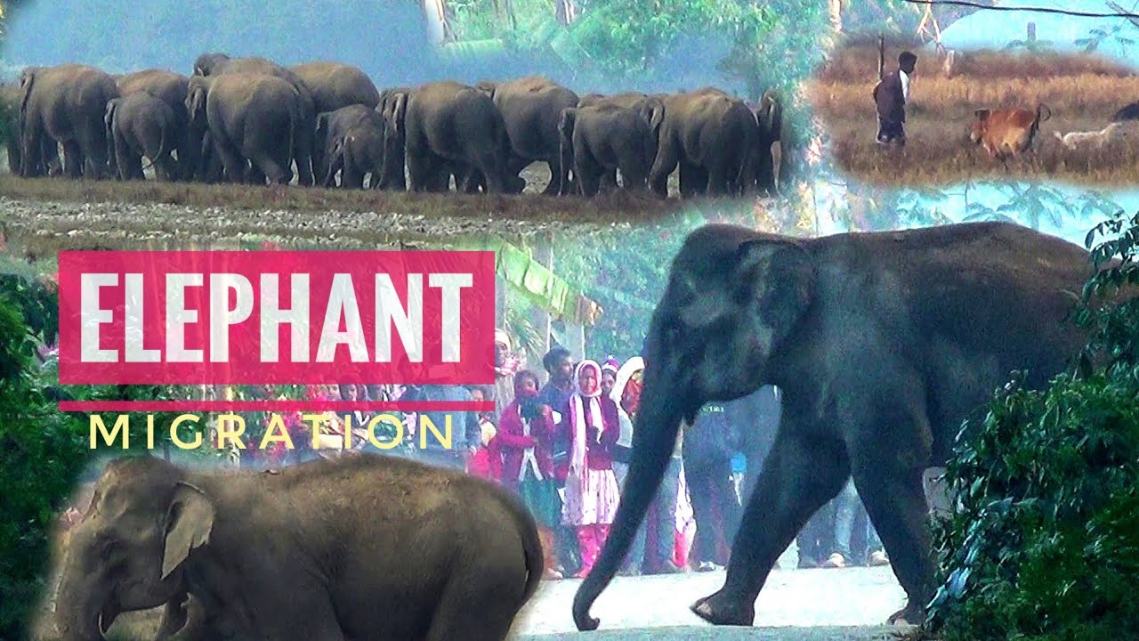 Wild Elephants Invade Villages in Assam | Footage of Elephant Migration Aborghat–Marangi–Patkotia