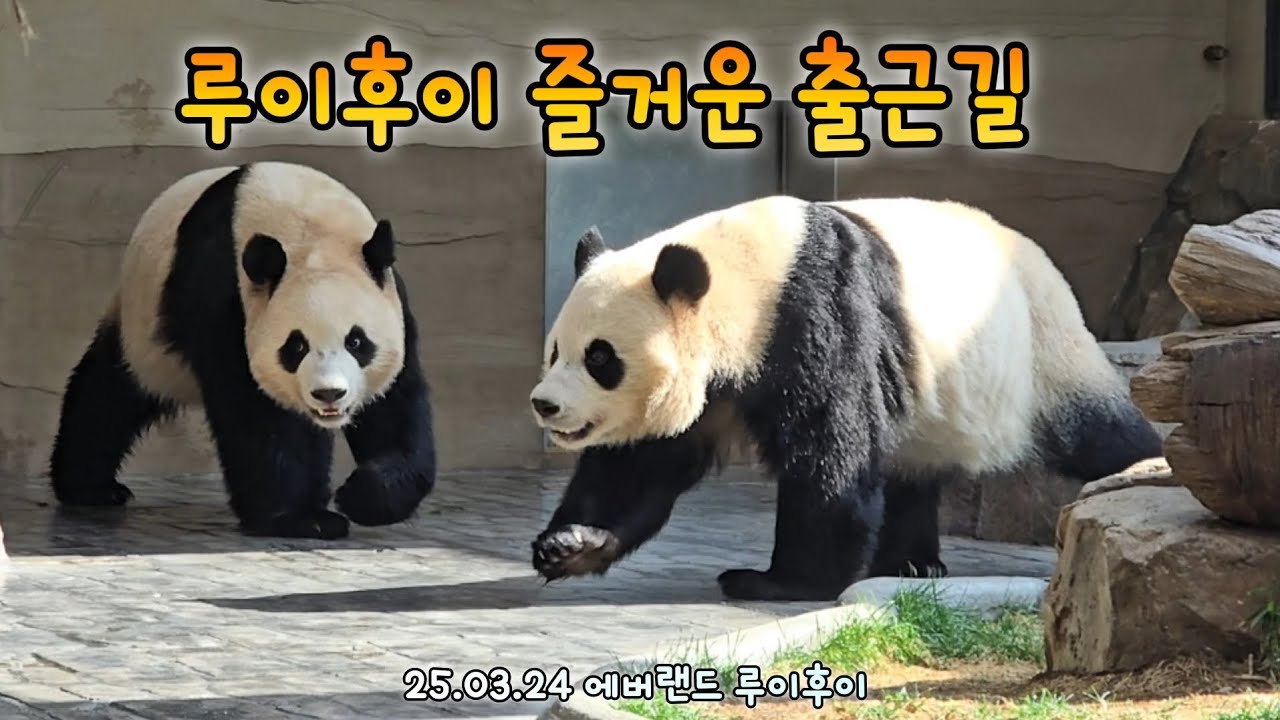 루이 출근 후 워토우도 안먹고 후이 찾아요 후이는..?💕26.03.24 Everland Ruibao Huibao 