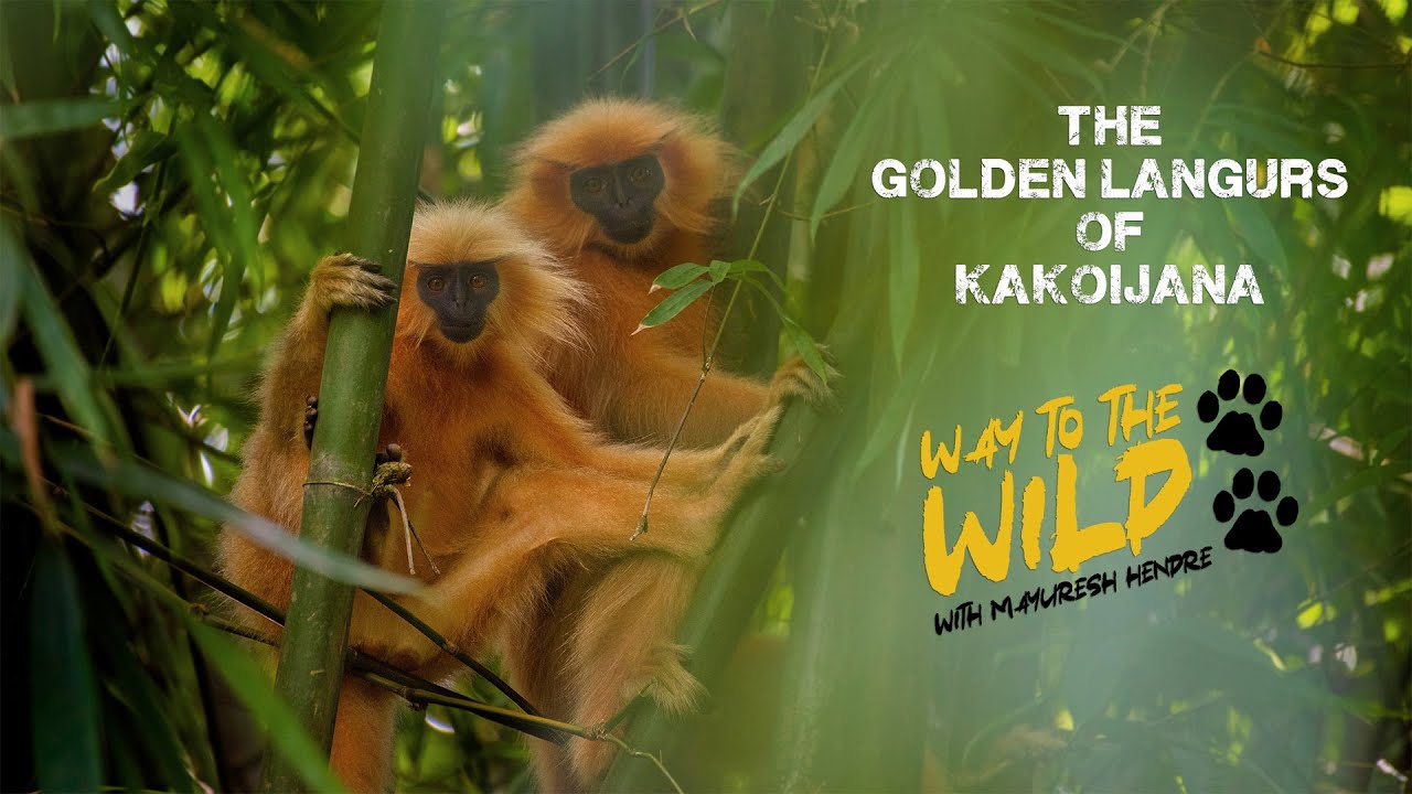 GOLDEN LANGURS OF KAKOIJANA | WAY TO THE WILD WITH MAYURESH HENDRE