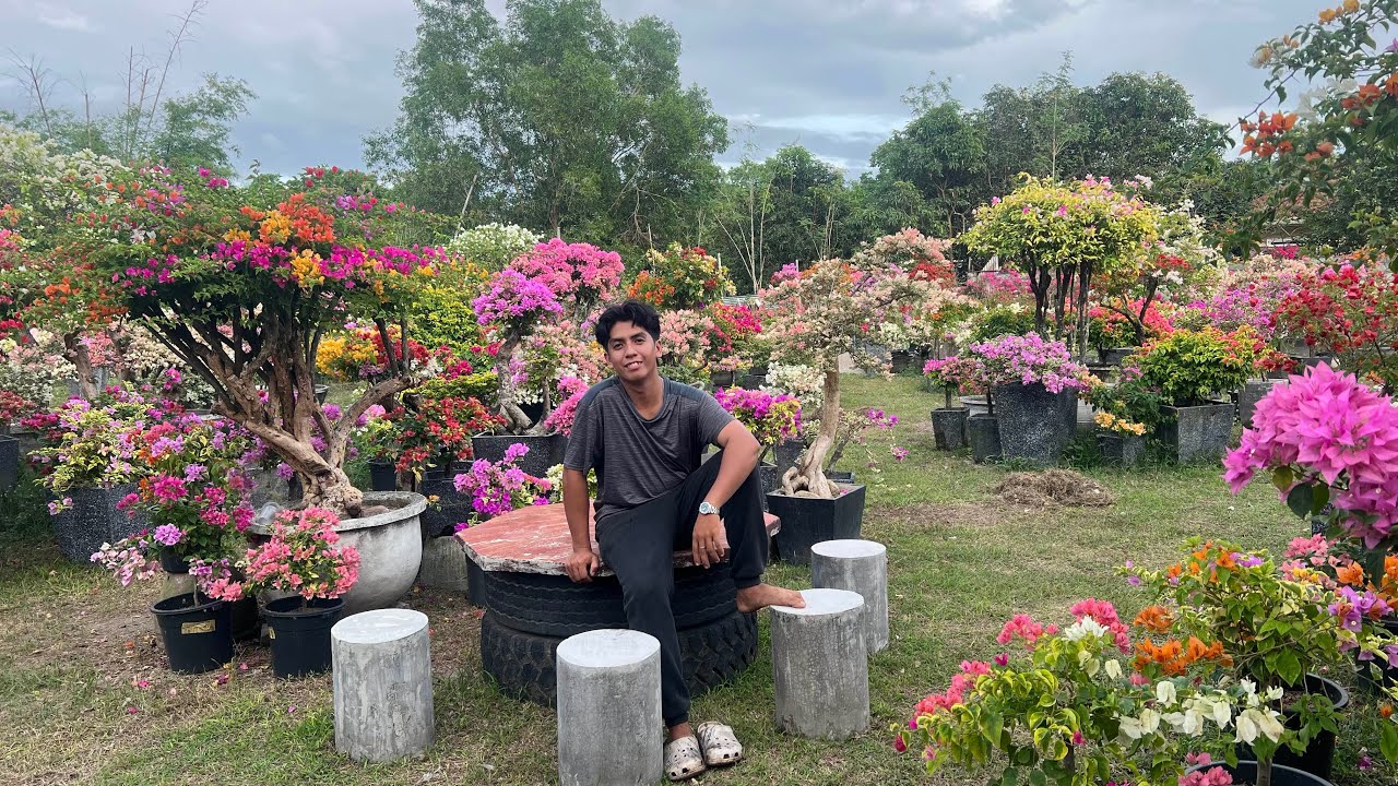 Full Bloom Bougainvillea sa Chrisjohn Garden
