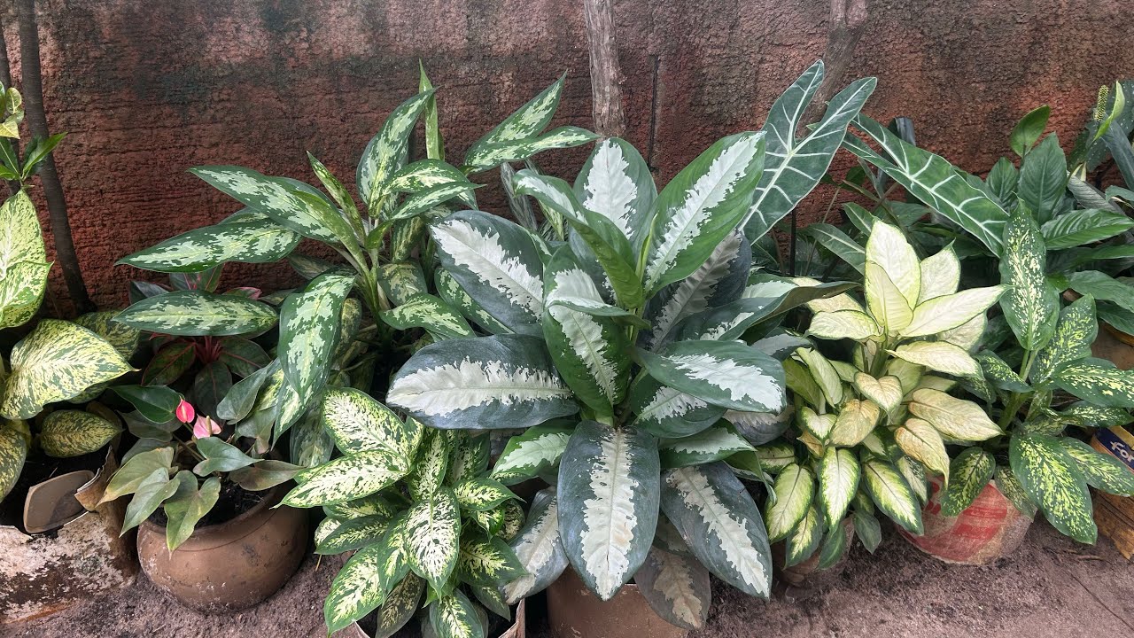 TOUR PELO QUINTAL COM PLANTAS DE SOMBRA AS EPSIAS ESTÃO DANDO UM SHOW DE BELEZA