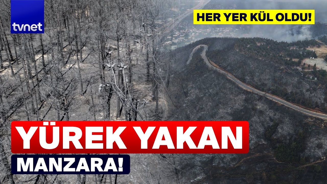 Bursa'da yanacak yer kalmadı! Ağaçlar bir bir gitti!