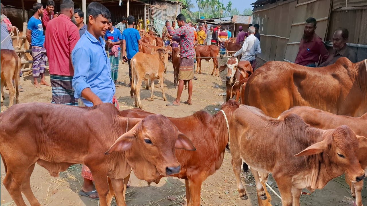 আজ ১৬/৩/২৬ | প্রচুর চাহিদা সম্পন্ন শাহিওয়াল ষাঁড় বাছুরের দাম | আমবাড়ী হাট 