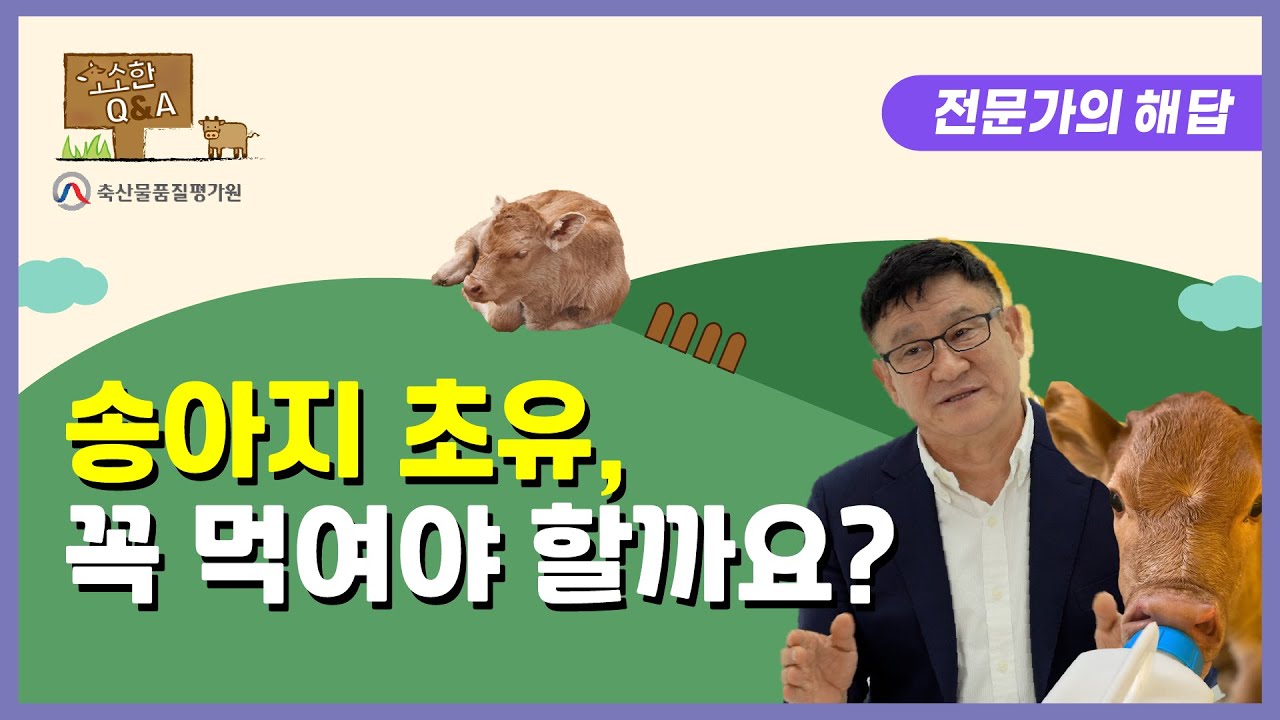 갓 태어난 송아지, 초유를 꼭 먹여야 할까요?ㅣ축평원의 소소(牛牛)한 Q&A