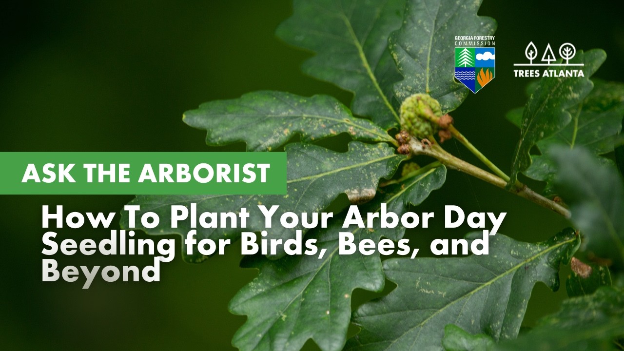 Ask the Arborist: How To Plant Your Arbor Day Seedling for Birds, Bees, and Beyond