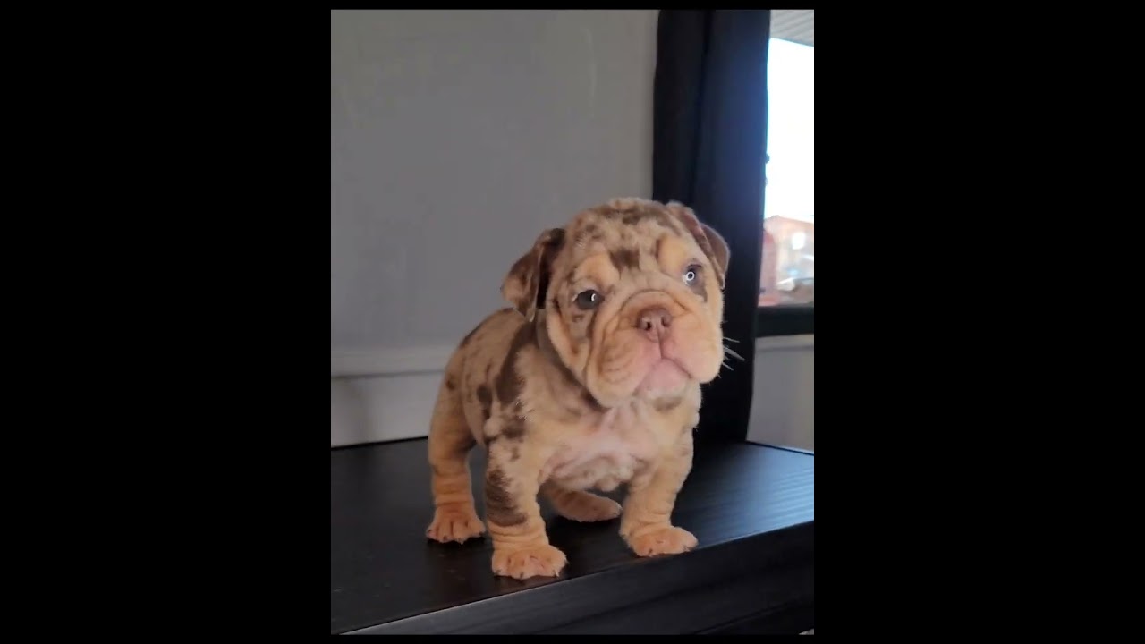 Luke Chocolate Tan Merle English Bulldog