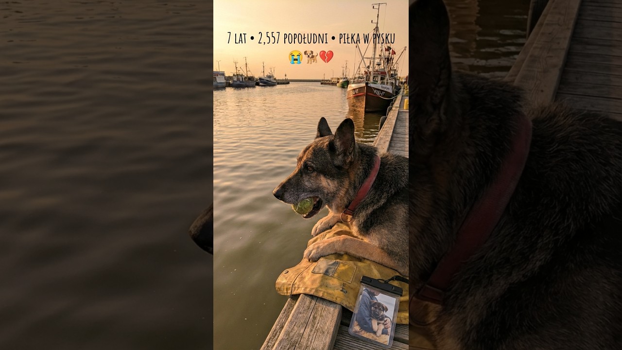 😭 Pies rybaka czekał na molo 7 lat. Codziennie o 16:00. Umarł o 16:07. Z piłką w pysku 💔🐕