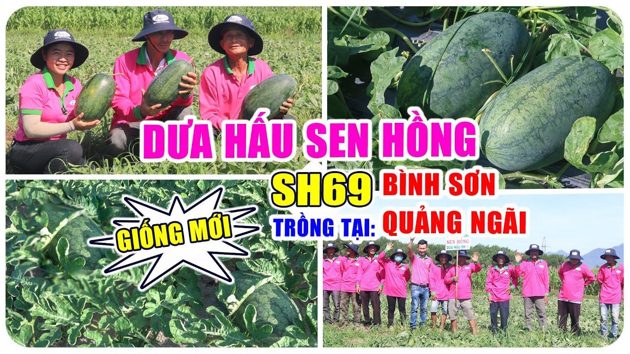 GIỐNG MỚI: DƯA HẤU SEN HỒNG SH69-NHIỀU NĂM TRONG NGÀNH, CHÚ MỊ CHƯA THẤY GIỐNG NÀO NĂNG SUẤT NHƯ VẬY