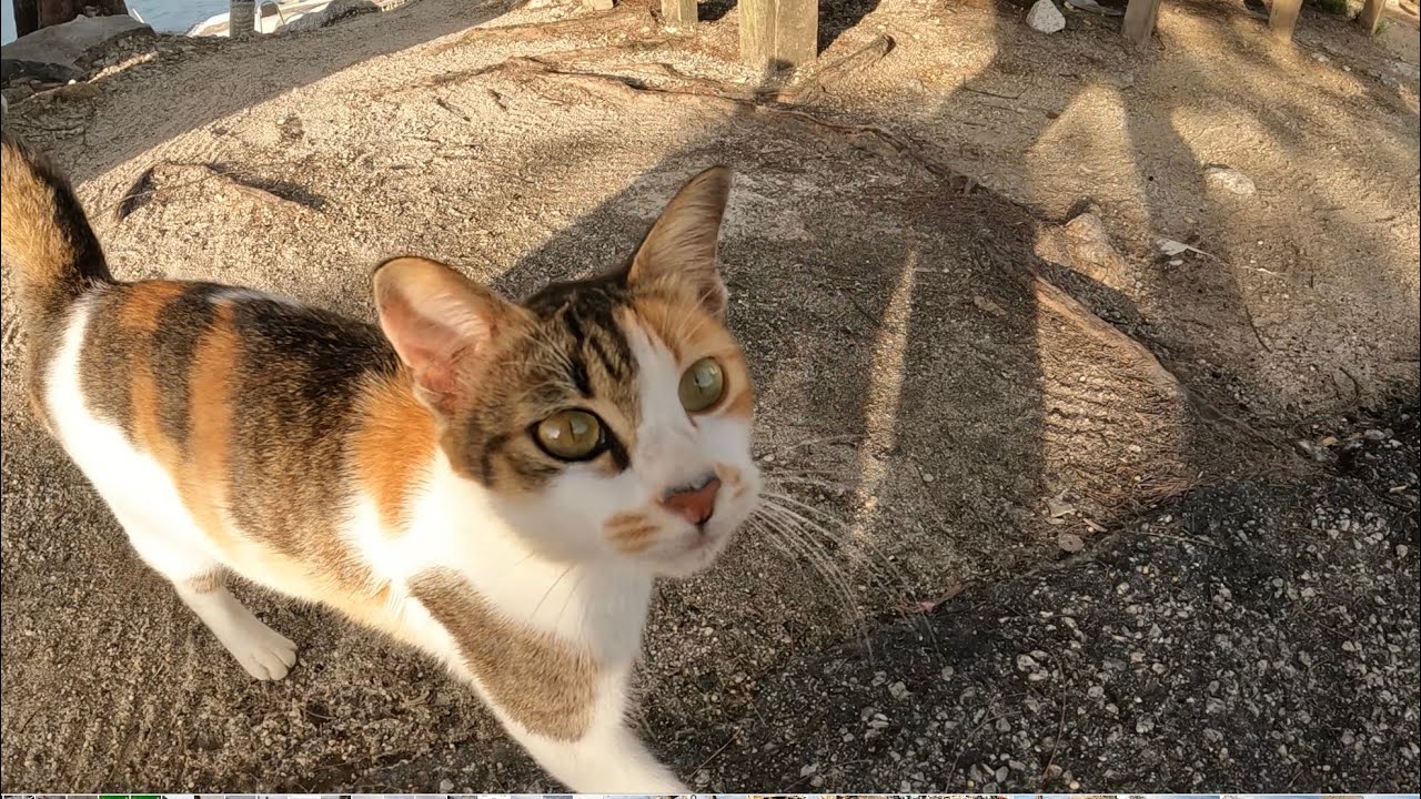 马来西亚钓行：槟城猫猫海堤钓石斑
