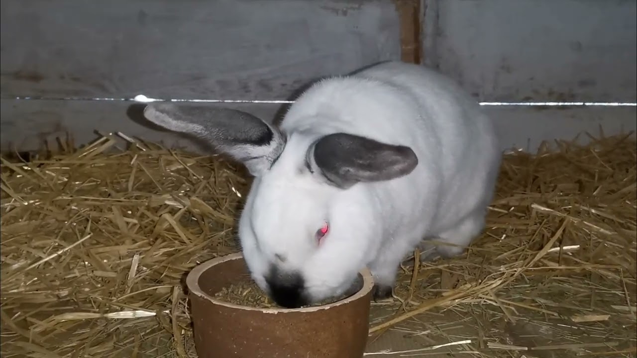 Dnešní den u králíků 🐰(kontrola králičat🐰) a Blbeček🐰 dneska perlil. 😀