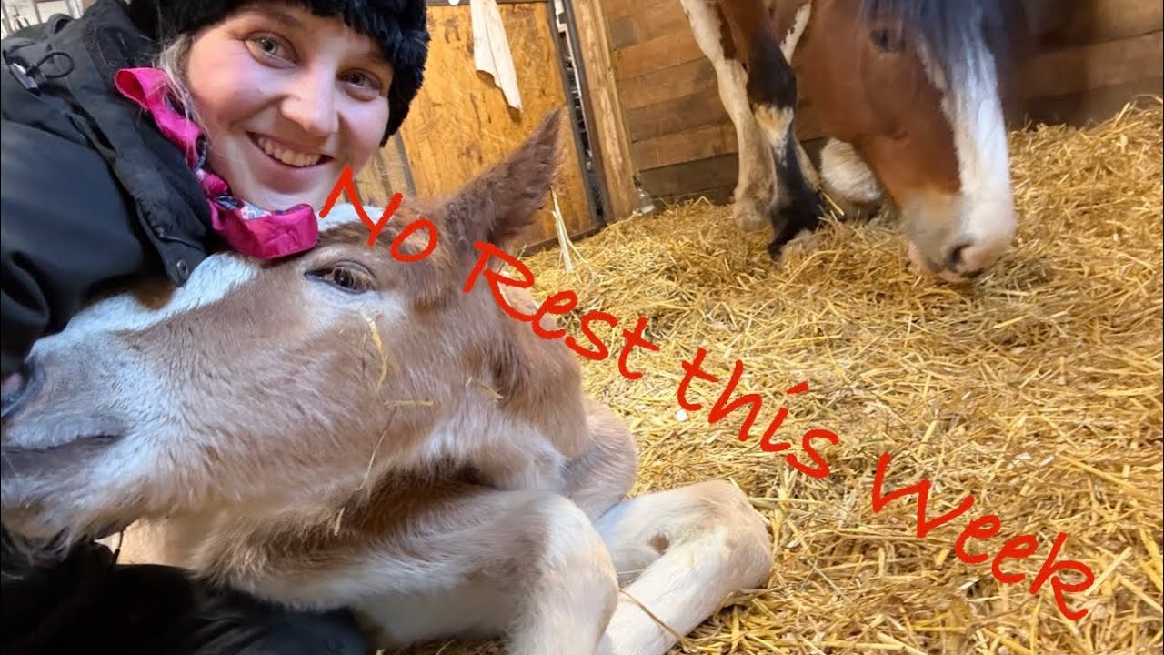 Welp…..Crazy start of spring on the farm! 
