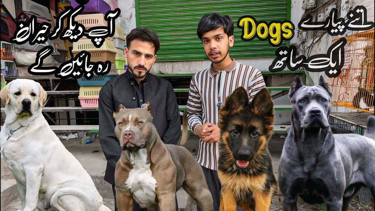 Dog Market Rawalpindi | Biggest Sale On imported dog | Shahzain Animals Vlogs 