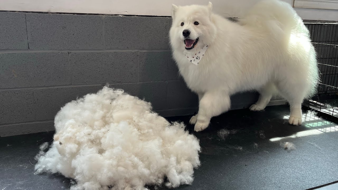 Cash - Deshedding and Dematting an Impacted Samoyed