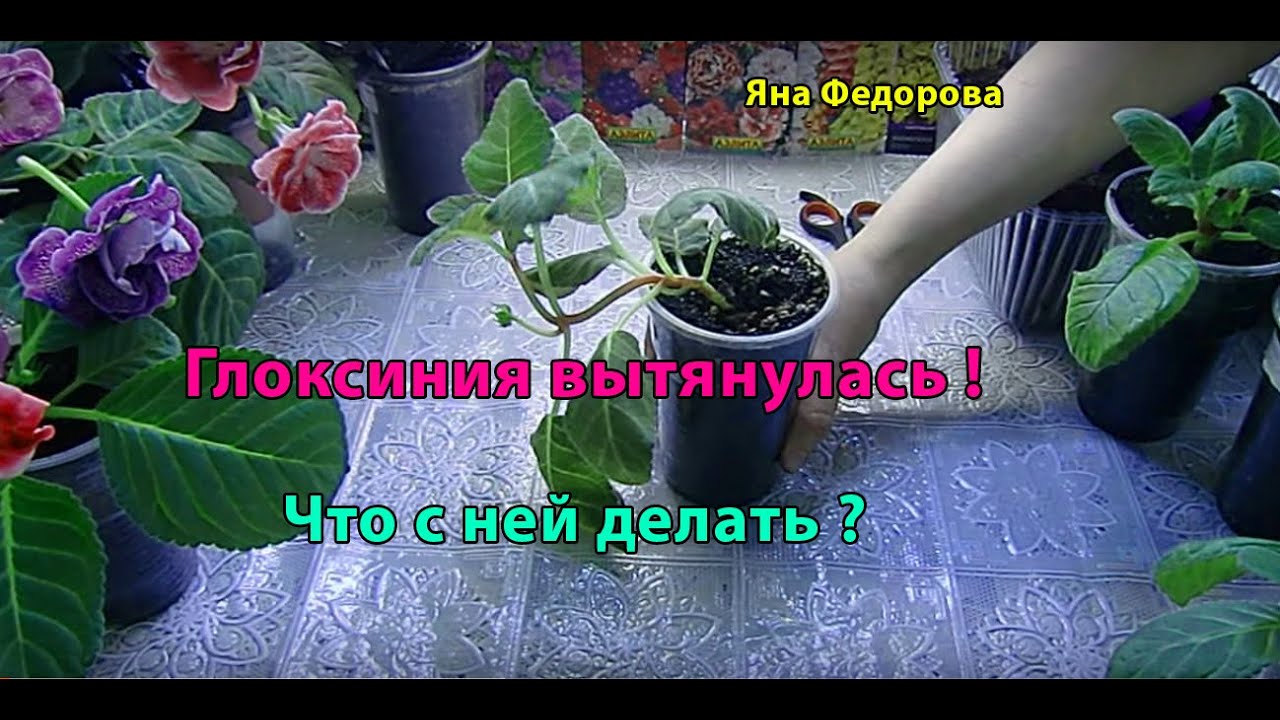 Глоксиния потеряла форму ! Как исправить ? Обрезка 🌱